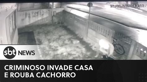Criminoso Invade Casa E Rouba Cachorro Em Curitiba YouTube