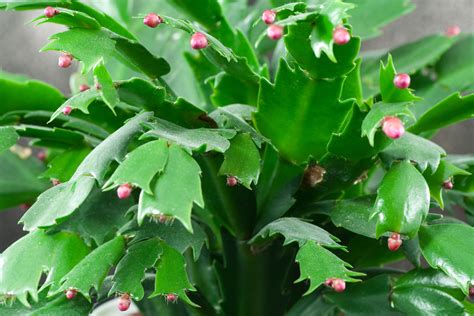 2 what _ you do if he doesn't ring? Christmas cactus: how to grow - The English Garden