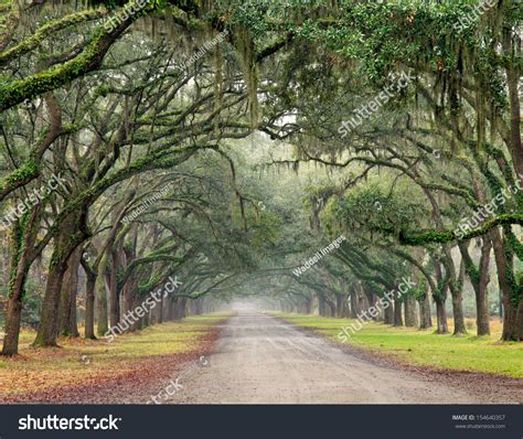 Here's a list of translations. Row Southern Oak Trees Spanish Moss Stock Photo 154640357 ...