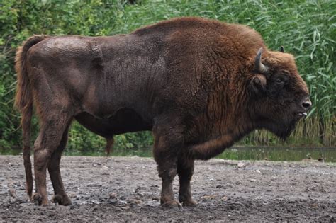 The story of fifty years of passion, originality and sustainability is told in the heart of florence where il bisonte was born: ZOOTOGRAFIANDO (MI COLECCIÓN DE FOTOS DE ANIMALES ...