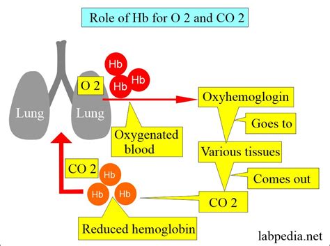 Hemoglobin Part 1 Hemoglobin Hb Structure And Functions