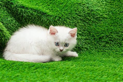 The Kitten Is Sitting On The Green Grass Stock Photo Image Of Animal