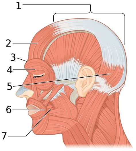 Muscles Of Facial Expression Expression Number Human Anatomy