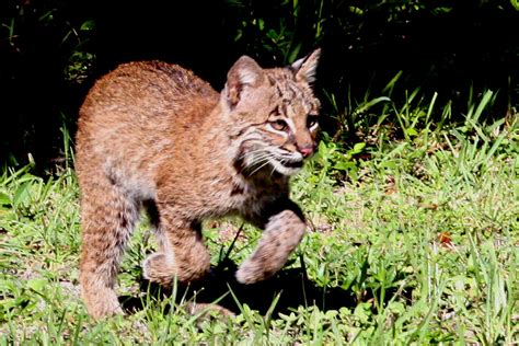 Последние твиты от bobcat company (@bobcatcompany). A Boatload of Bobcats turns Big Cat Rescue into modern day Ark