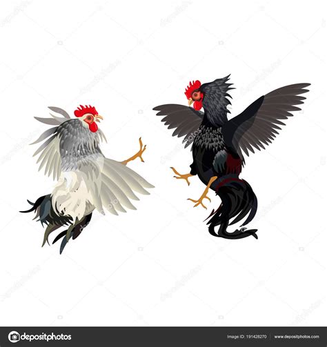 Two Cocks Fighting — Stock Vector © Newgena 191428270