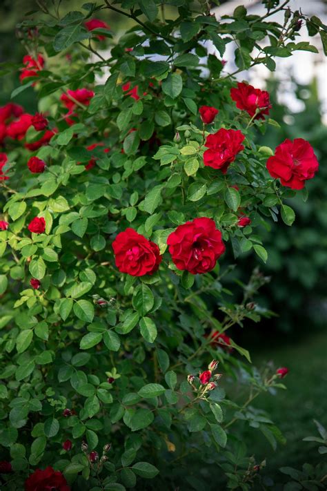 Rose Blumen Busch Kostenloses Foto Auf Pixabay Pixabay