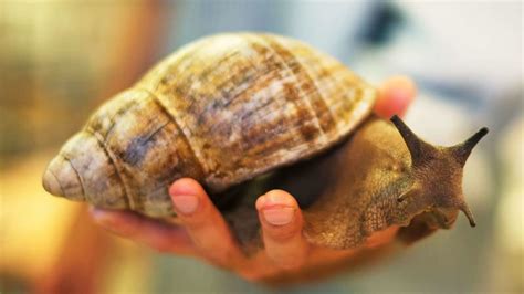10 Huge Facts About Giant African Land Snails TrendRadars