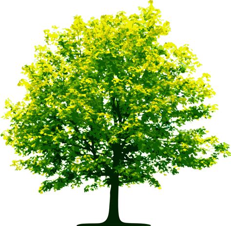 Tree PNG Image - PurePNG | Free transparent CC0 PNG Image ... 1,169 transparent png illustrations and cipart matching photoshop.