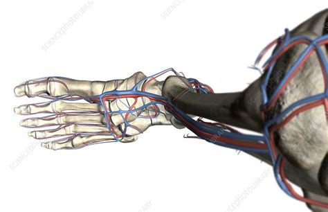 The Blood Vessels Of The Leg Stock Image C0081555 Science Photo