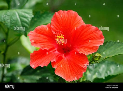 Tropical Hibiscus Costa Rica Hi Res Stock Photography And Images Alamy