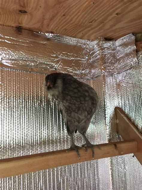 As we already discussed, the respiratory system of chickens is very weak. Chicken sneezing and gurlgling - Hackettstown NJ