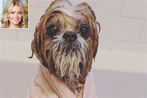 Kelly Ripa Shares Pic Of Dog Chewie After Bath