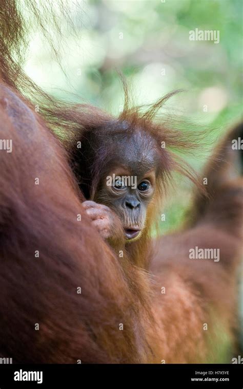Sumatran Orangutan Pongo Abelii Nine Month Old Baby Gunung Leuser