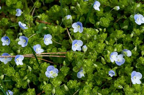 Creeping Speedwell Veronica Filiformis Pnw Garden Garden Weeds Blue