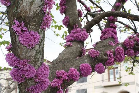 Spring Flowering Redbud Has Curious Blooms On Trunk Branches Houston