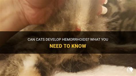 Can Cats Develop Hemorrhoids What You Need To Know Petshun