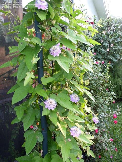 Full Size Picture Of Stinking Passion Flower Goat Scented