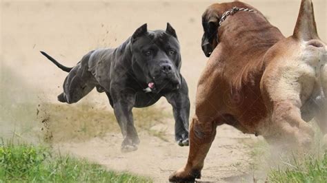 Only These Dogs Could Defeat A Pitbull Youtube