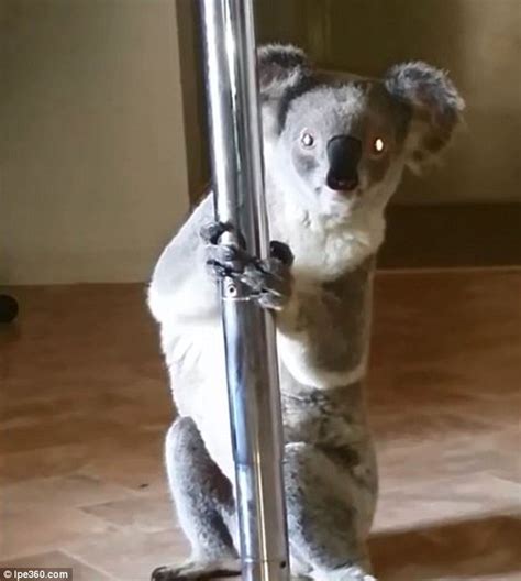 Watch Larrisa The Koala Show Off Her Pole Dancing Moves Daily Mail Online