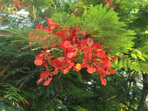 Weatherproof plaques with the names and inscription of the tribute will be attached to the tree. Flamboyant tree - Key West Fl | Royal poinciana, Poinciana ...
