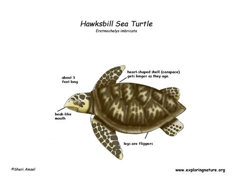 Sea Turtle Hawksbill