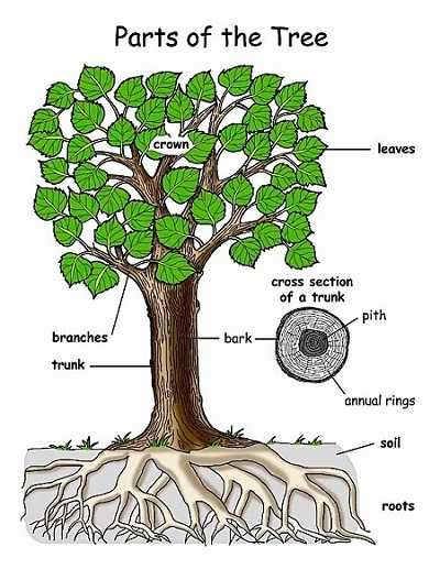 Pengertian Diagram Pohon Tree Diagram Dan Cara Membuatnya Ilmu Images