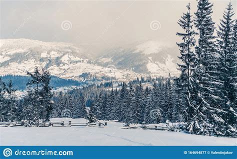 Beautiful View At Winter Mountains Landscape With Fir Trees Covered By