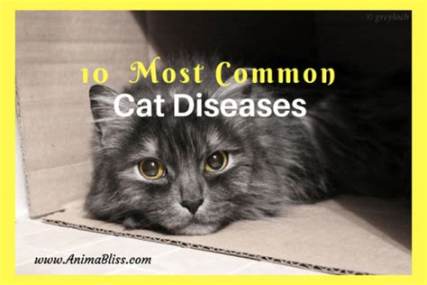 10 Most Common Cat Diseases Infographic