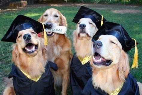 5 Reasons Why Everyone Should Have A Dog In College