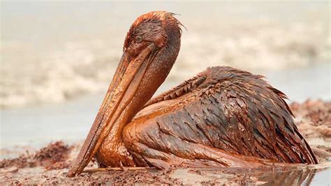 What Oil Spills Do To Birds Bird Academy The Cornell Lab