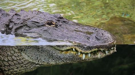 Alligators Courtship Youtube