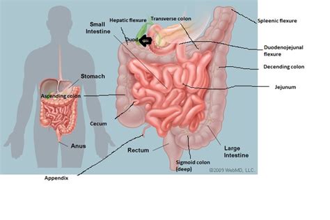 The large intestine represents the end of the digestive tract. Small and Large Intestine - nithcheanganatomy.weebly.com