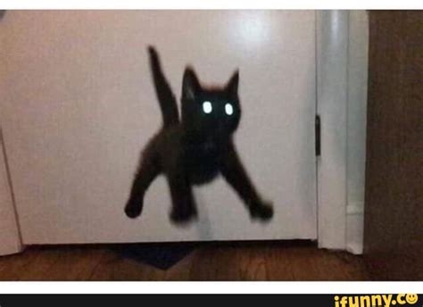 Cursed Cat Pictures Ifunny
