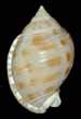 Check out our shell top bubbles selection for the very best in unique or custom, handmade pieces from our shops. "Florida fishing at it's finest. Fishing Florida waters ...