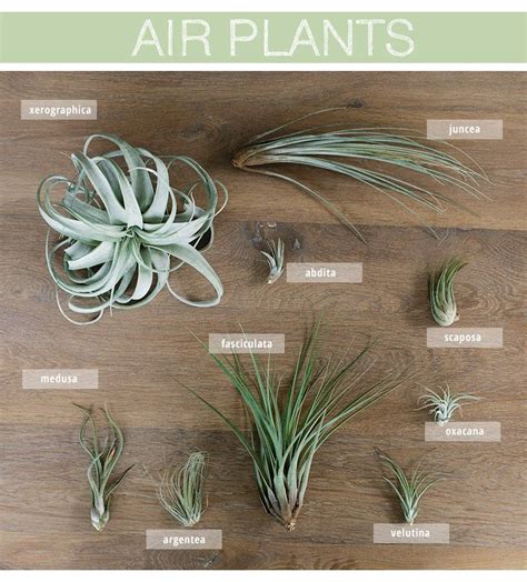 More images for how to care for air plants » Air Plants: Care and Styling - Warm Hot Chocolate | Air ...