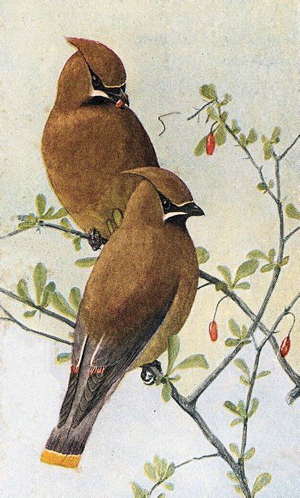 Free Vintage Clip Art Brown Birds The Graphics Fairy