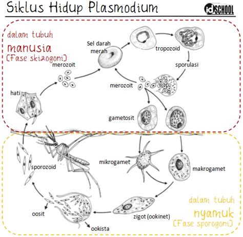 Kelas Sporoza Ungkapan Laveran Dan Grassi Siklus Hidup Plasmodium My