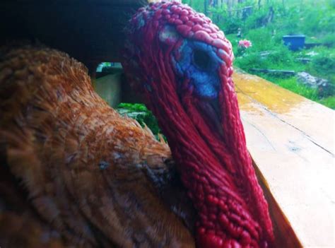 Türkiye cumhuriyeti ˈtyɾcije dʒumˈhuːɾijeti (listen)), is a transcontinental country straddling southeastern europe and. Turkey Anatomy: Revealing the Mysteries of Snood, Caruncle ...
