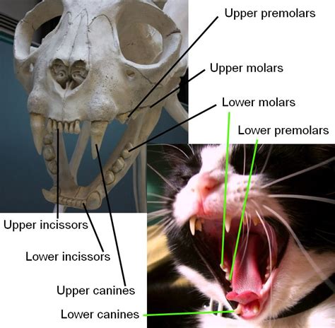 By age 3, most kids have a full set of 20 baby teeth and can give you a brilliant grin. Cat Anatomy Facts For Kids