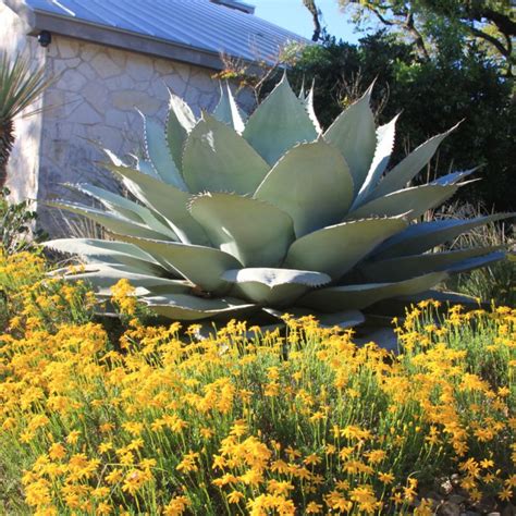 Best Plants For Texas Hill Country Gardens The Texas Wildflower