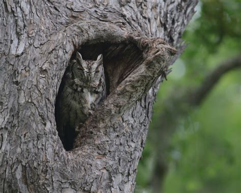 Eastern Screech Owl Facts Diet Habitat And Pictures On Animaliabio