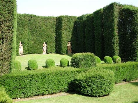 If you need privacy in your yard, but don't want to—or can't—install a fence, you still have plenty of options. The Best Evergreen Hedge Shrubs For Privacy - ProGardenTips