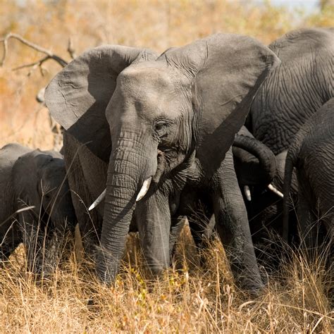 Elephants' Unique Gene Protects Them Against Cancer | Elephants have a ...
