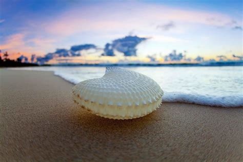 Paper Nautilus Shore Sean Davey Photography