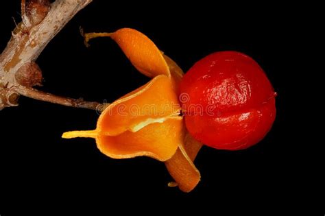 Staff Vine Celastrus Orbiculatus Fruit Closeup Stock Image Image Of