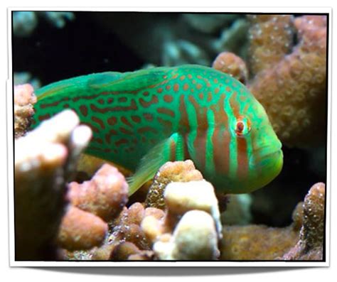 Pet Fish For Sale Green Gobies For Sale Only 795 Saltwater Fish