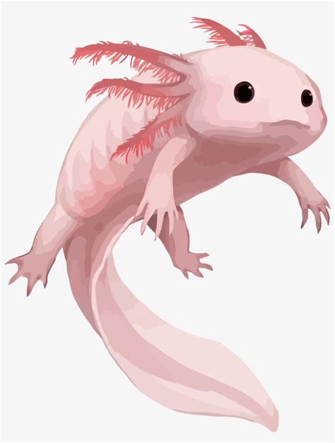 Axolotl Drawing Cartoon