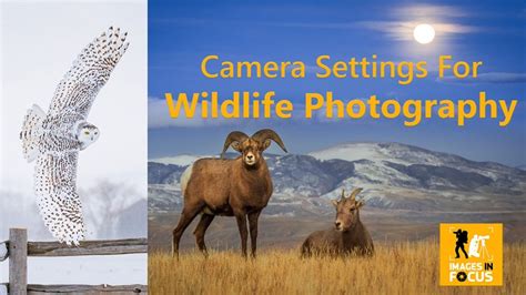 Camera Settings For Wildlife Photography Action Photo Tours