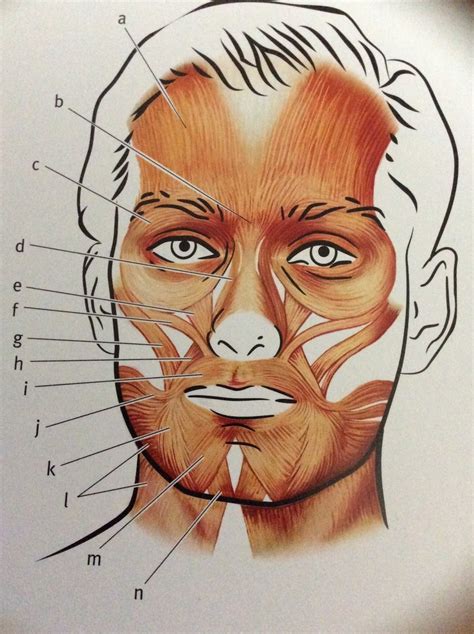 Muscles Of Facial Expression Anterior View Diagram Quizlet
