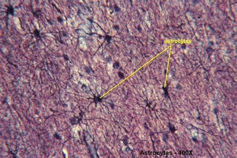 Astrocytes Tutorial Histology Atlas For Anatomy And Physiology